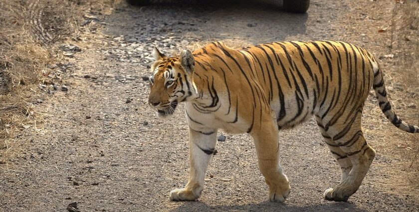 A tiger walking in the Umred Karhandla Wildlife Sanctuary in Maharashtra