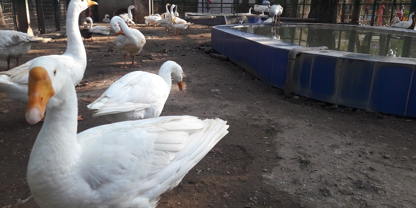 A picture of V.O. Chidambaranar Park and Zoo, one of the top places to visit in Thoothukudi.