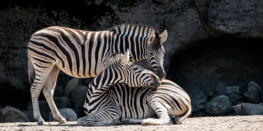 Zebras spotted at the VOC Park, which is one of the best places to visit in Coimbatore.
