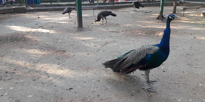 A beautiful peacock staring at the park near the Marudhamalai Temple.