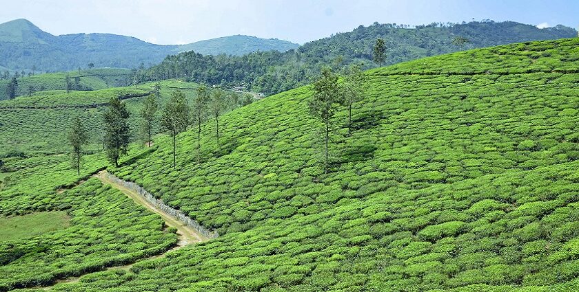 Vagamon Trekking is a unique and surreal experience amidst the beauty of nature.