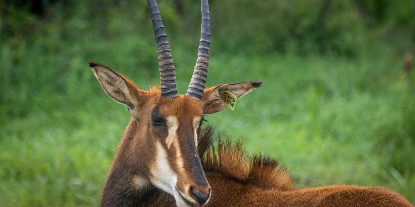 Buck in Vallanadu Black Buck Sanctuary a popular wildlife sanctuary in TamilNadu