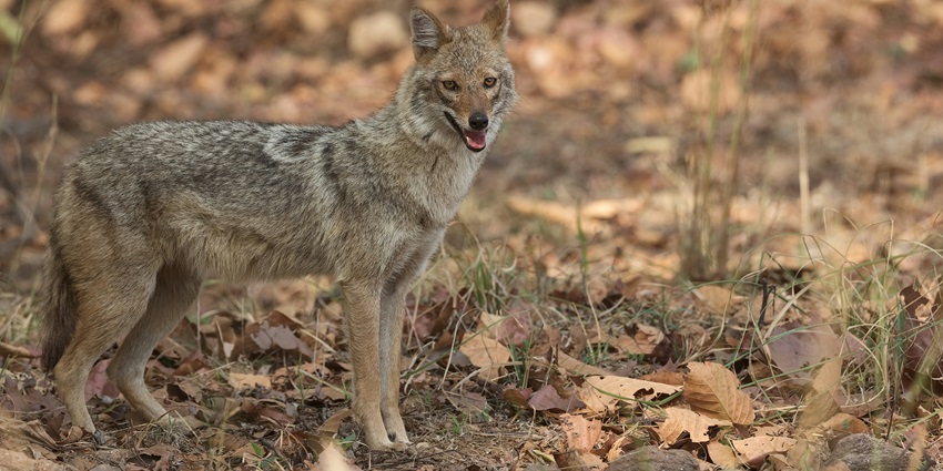 A glimpse of the Vallanadu Sanctuary, a hotspot for jungle safari near Chennai.