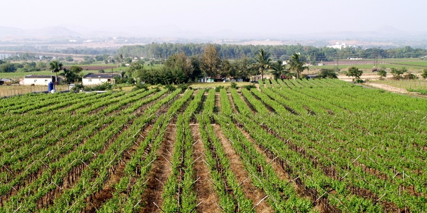 Lush Vallonne Vineyards in Nashik offers exquisite wines, gourmet meals, and views.
