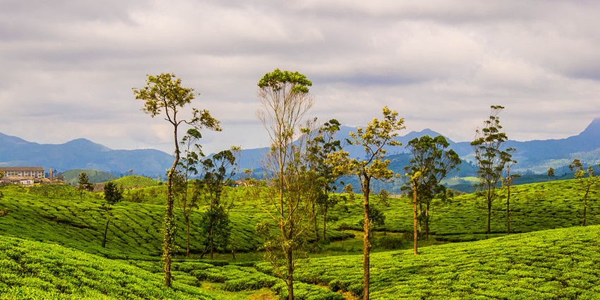 Tea plantations in Valparai, a popular attraction nearby