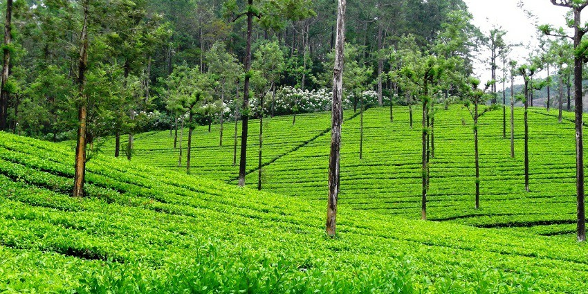 Serene hill station known for tea plantations and biodiversity