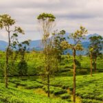 Valparai trekking offers stunning views and an adventurous hiking experience.