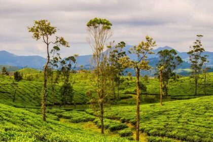 Valparai trekking offers stunning views and an adventurous hiking experience.