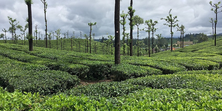 Serene hill station with tea plantations and wildlife attractions.