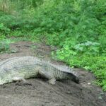 An image of vibrant wildlife in Van Vihar National Park showcasing diverse species.