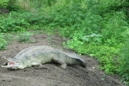 An image of vibrant wildlife in Van Vihar National Park showcasing diverse species.