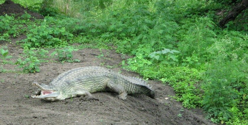 An image of vibrant wildlife in Van Vihar National Park showcasing diverse species.