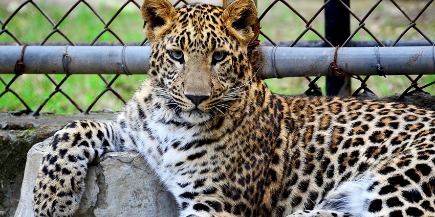 A Cheetah, like that in Vandalur Zoo Adventure Park, a famous theme park in Chennai