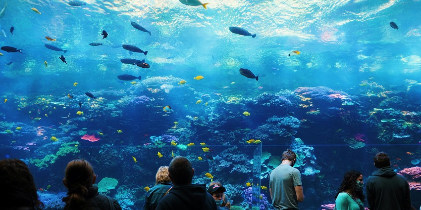 Varkala Beach Aquarium is a famous tourist attraction that one must-visit in the city.