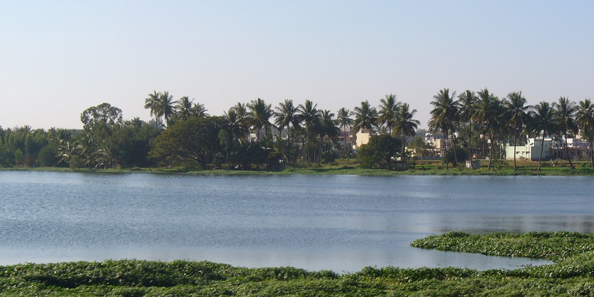 Varthur Lake, one of the serene places to visit near Whitefield Bangalore has calm waters.