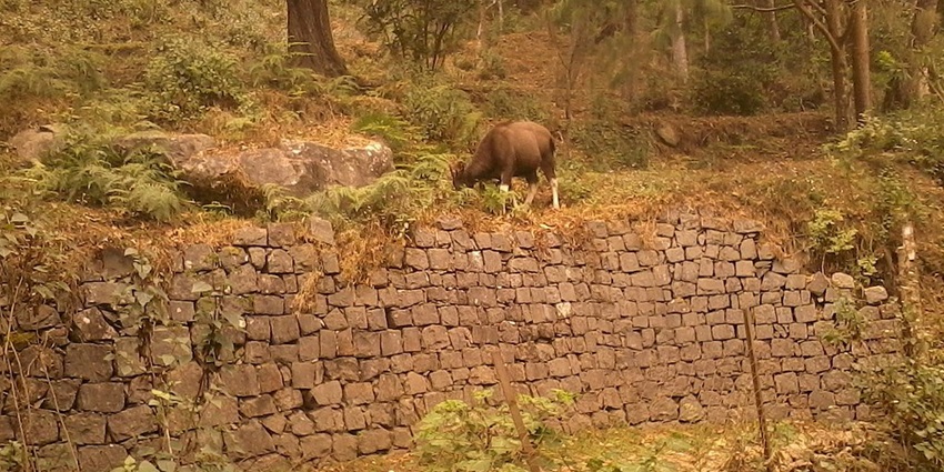 A herd of bison grazing in Vattakanal, an offbeat tourist attraction in Kodaikanal.
