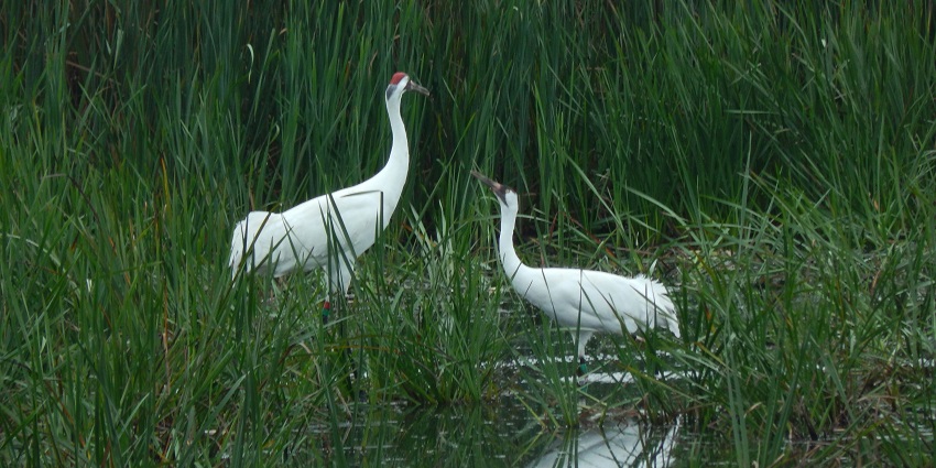 Vedanthangal Bird Sanctuary, famous for migratory birds and its rich biodiversity.