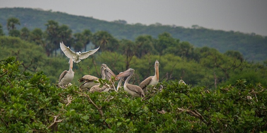 A photo of pelicans at Vedanthangal Bird Sanctuary, a Tamil Nadu national park near.