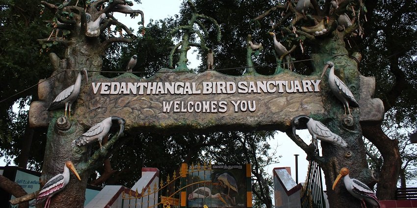 A view of a flock of birds at the Vedanthangal Bird Sanctuary in Tamil Nadu