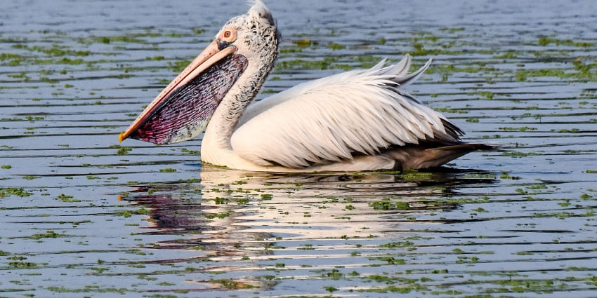 Image of birds in Vedanthangal Bird Sanctuary, a famous wildlife sanctuary in TamilNadu