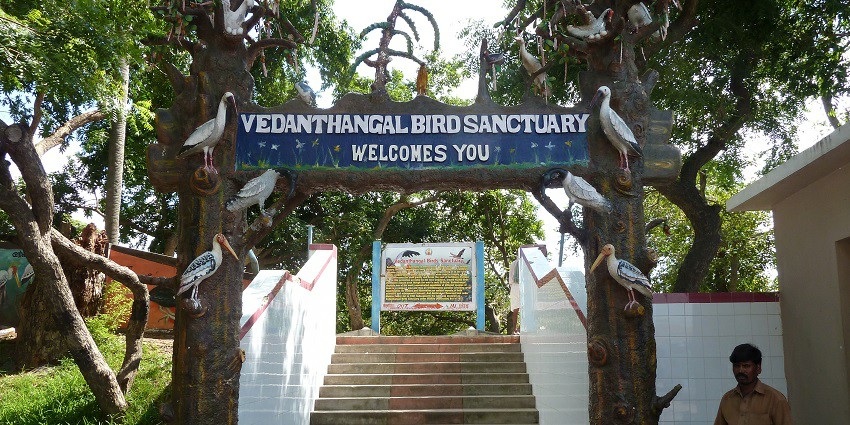 The Vedanthangal Bird Sanctuary is home to migratory birds and tranquil nature.