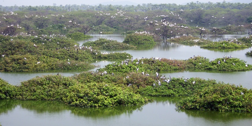 A scenic view of the birds and Vedanthangal Lake seen in the Vedanthangal Bird Sanctuary.