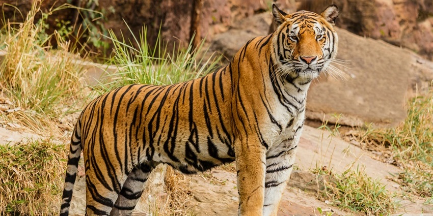Veerangana Durgavati Tiger Reserve is one of the famous places to visit in Sagar.