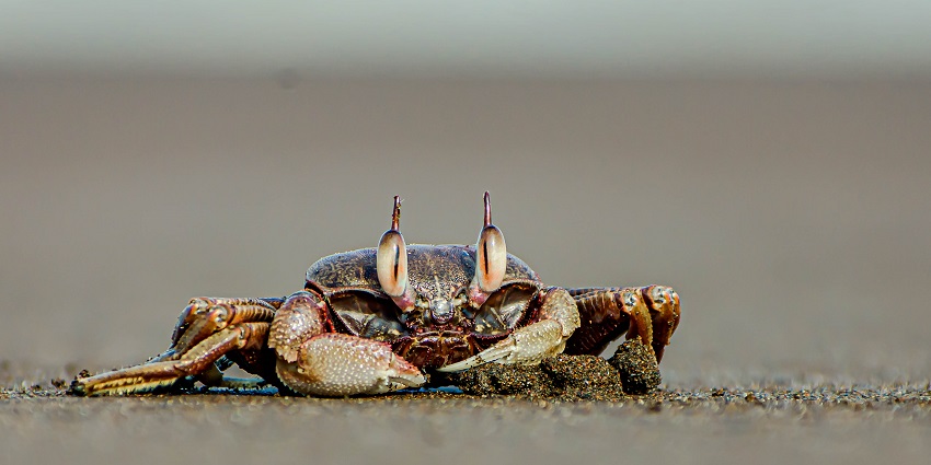 Close-up of a Ghost Crab on Velas Beach, a gem among Ratnagiri Beaches.