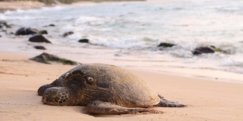 Velas Beach has Olive Ridley turtles hatch and journey to sea which travellers can enjoy.