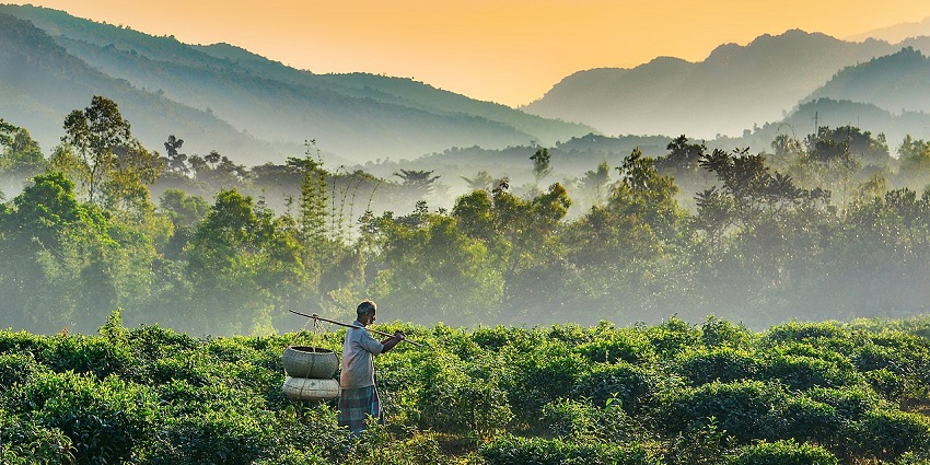 Adventurous treks in Tamil Nadu featuring breathtaking views and diverse flora.