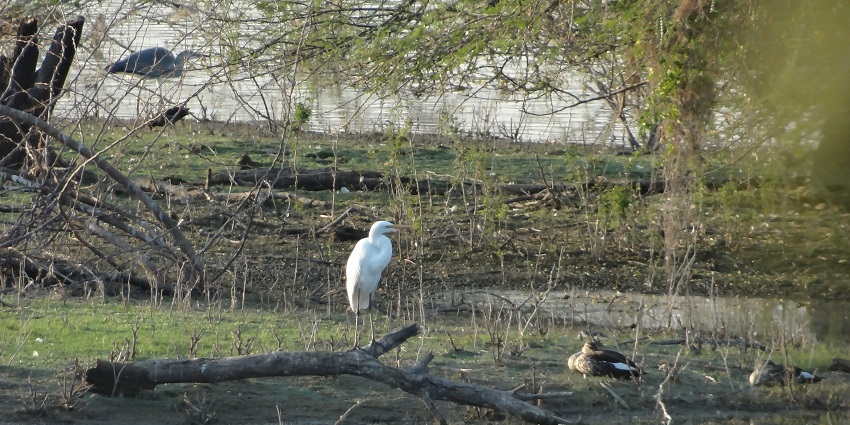 Birds at Vellode Bird Sanctuary, offering a glimpse into the rich biodiversity