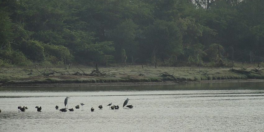 Discover the beauty of nature and spot amazing birds at Vellode Bird Sanctuary