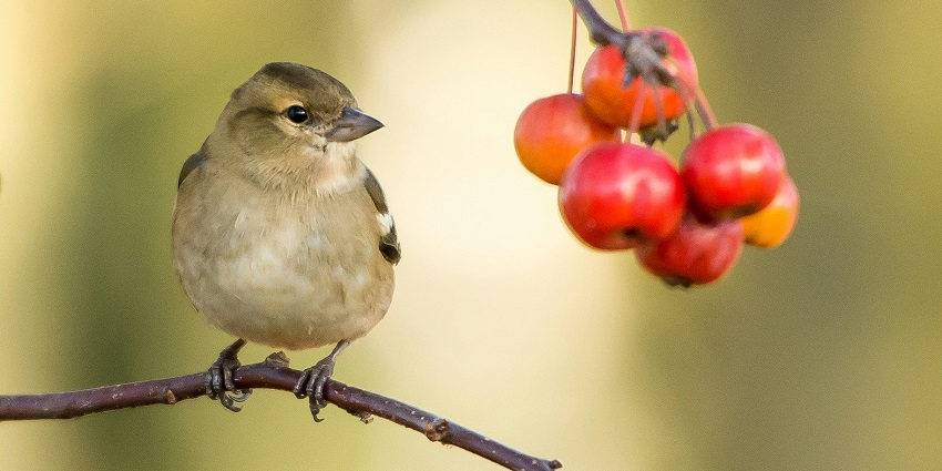 A glimpse of a bird at the Vellode Birds Sanctuary, a popular tourist destination.