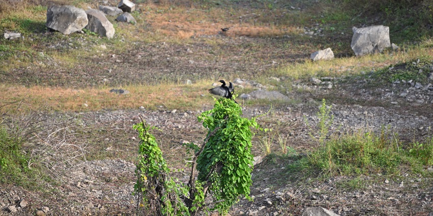 Vetal Tekdi, known for birdwatching, is among top places to visit in Pune in monsoon