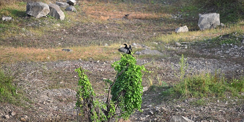 Birds at Vetal Tekdi, a peaceful escape and among places to visit near Pune within 50 km