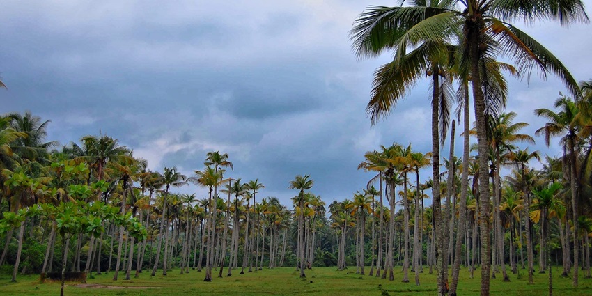 A picture of a massive farm in Shrivardhan with an abundance of coconut trees all around