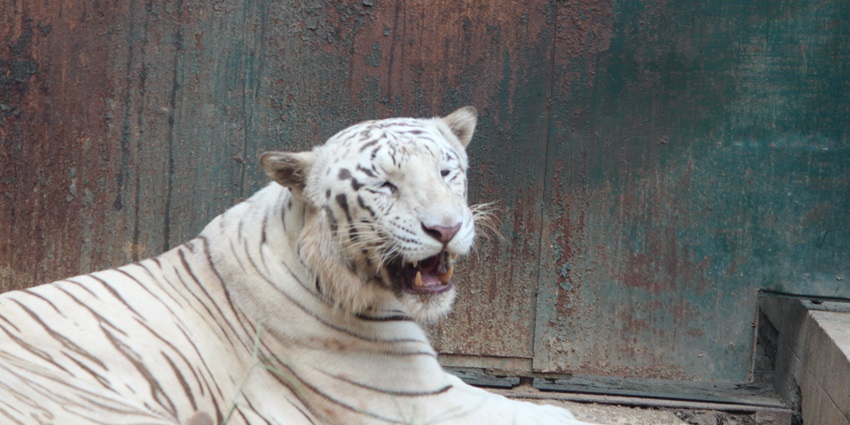 A picture of a white tiger resting around a wall in Bannerghatta Biological Park