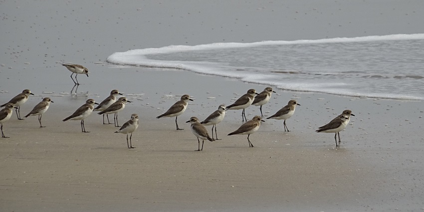 Experience serenity at Bhuigaon Beach, which is one of the best things to do in Vasai.