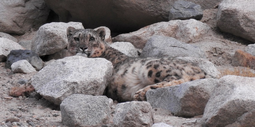 A picture of a snow leopard resting behind a rock at a national park in Ladakh