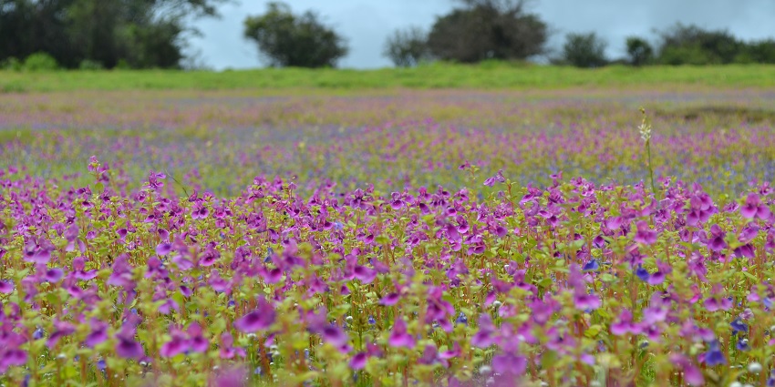 Wildflowers in full bloom on the Kaas Plateau, a popular thing to see in Satara