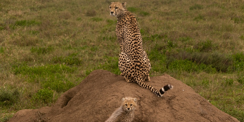 Spot leopards at the Madhav National Park, one of the top things to do in Shivpuri.