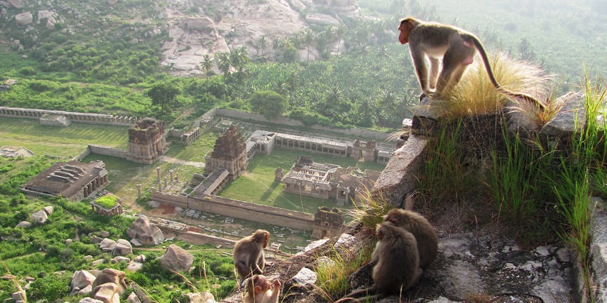 Image of monkeys in Hampi, Vijayanagara district, Karnataka, India