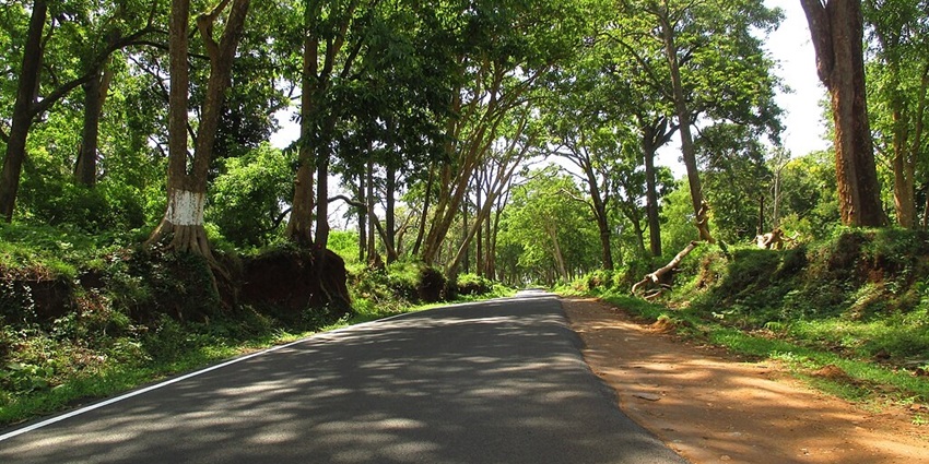 Mudumalai National Park’s wildlife, a thrilling experience for nature lovers