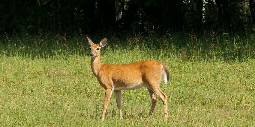 Witnessing the deer at the national park is one of the best things to do in Kabini.