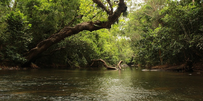 Nisargadhama, island formed by river Kaveri near Kushalnagar in the district of Kodagu, Karnataka