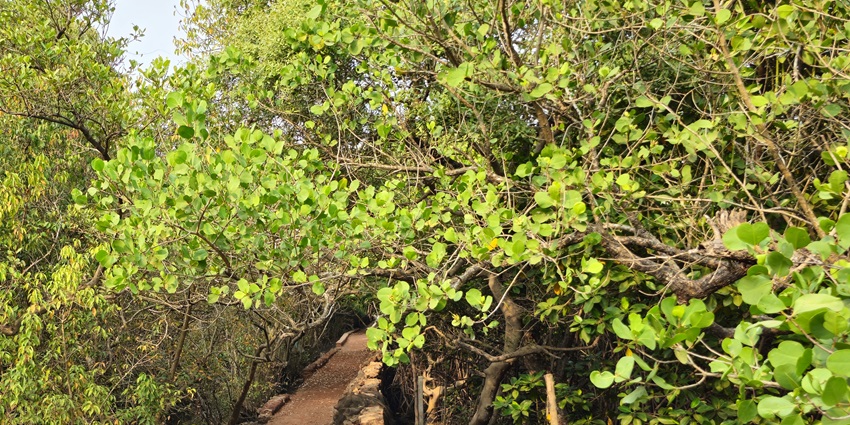 A picture of lush greenery and foliage at the Pitti Bird Sanctuary in Lakshadweep