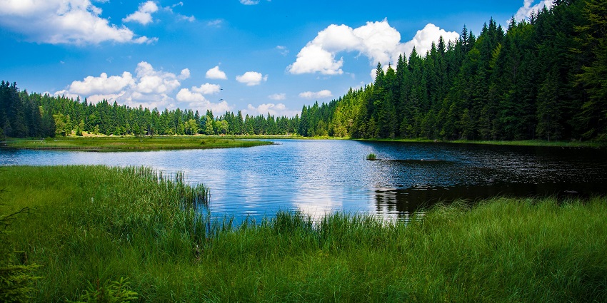 Exploring the serene Punganoor Lake is one of the scenic things to do in Vellore.