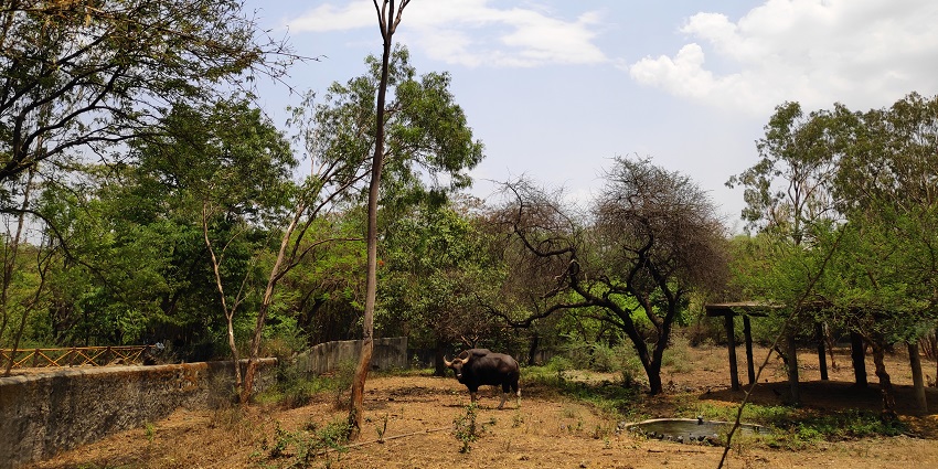 Rajiv Gandhi Zoological Park,one of the lovely things to see in Pune.