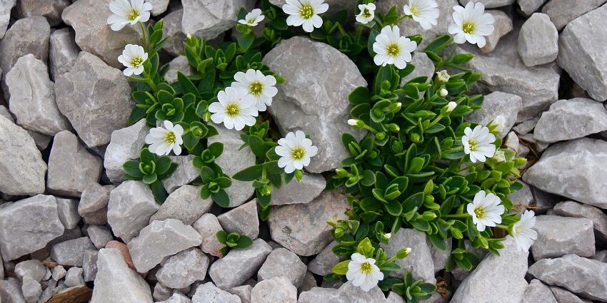 Beautiful white flowers in Tarkarli, showcase nature's charm and things to do in Tarkarli.