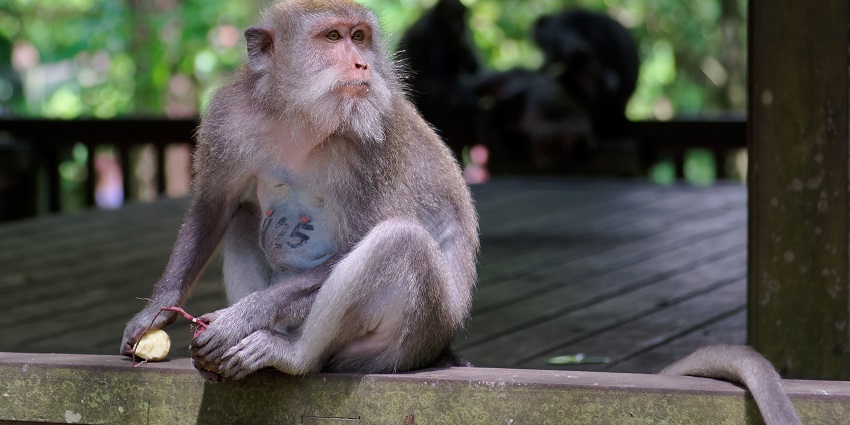 A sign board welcoming visitors at Sacred Monkey Forest Sanctuary, one of the things to do in Bali.